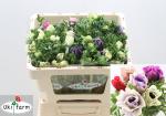 Anemone, gemischt Pastel  - 10 Stiele
